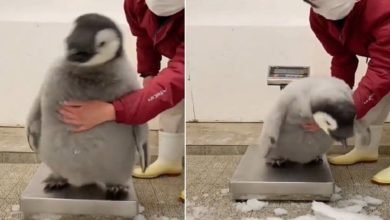Photo of Man’s sweat in measuring penguin’s weight will make you laugh and laugh after watching the video