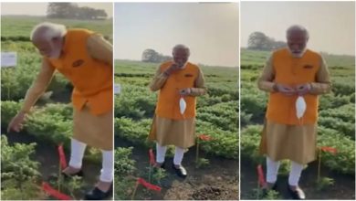 Photo of PM Modi was seen enjoying green gram in the field, video went viral on social media