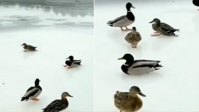 Photo of Seeing such fun of ducks, you will miss the days of childhood, more than 4 lakh views video