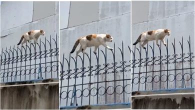 Photo of The cat was seen walking with confidence on the iron-pointed grill, watching the video, people said – ‘This is the perfect CAT WALK’