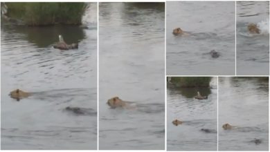 Photo of The crocodile attacked the lioness floating in the water, then you will be stunned to see what happened