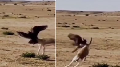 Photo of The hunter’s eagle made the deer’s child bad, picked it up and slammed it, this video will surprise