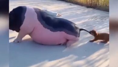 Photo of The little dog forced the lazy pig to go for a walk, watching the video will make you laugh and laugh