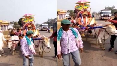Photo of The man went out to pick up his brides in the bullock cart, people started praising after watching the viral video