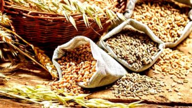 Photo of There will be record production of food grains in the country, the government has released the second advance estimates of crops
