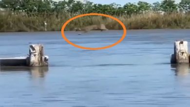 Photo of This giant animal looks like a cat, video of long jump went viral
