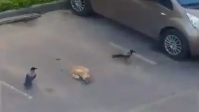 Photo of To steal cat food, crows have a wonderful mind, the video will surprise you too