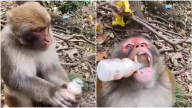 Photo of Users liked monkey’s style of drinking energy drink, watching Viral Video will make your day