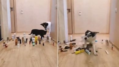 Photo of VIDEO: A unique game between a cat and a dog, see who won and who lost