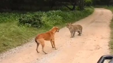 Photo of VIDEO: Leopard ambushed the dog, then got a surprising sight