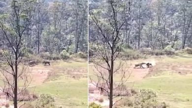 Photo of VIDEO: When two elephants clashed, have you ever seen such ‘wrestling’?
