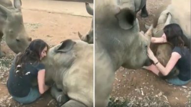 Photo of Video of a girl kissing a dangerous rhinoceros went viral, seeing people scream!
