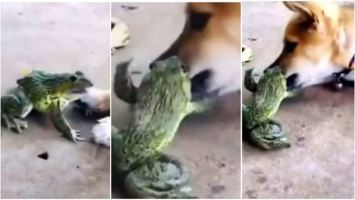 Photo of Viral: A fierce fight between a frog and a dog, you will laugh after watching the video!