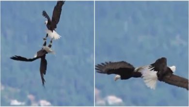 Photo of Viral: A pair of eagles danced in the air, watching the video, people said – ‘Love Is In The Air’