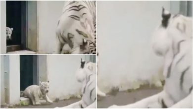 Photo of Viral: Little tiger kisses mother in a cute way, this video has been viewed more than 50 lakh times