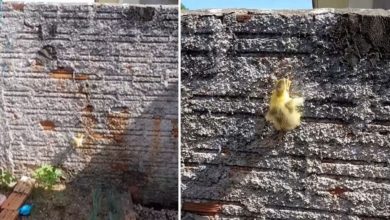 Photo of Viral: Rarely have you seen such a video of a chick, people said – it turned out to be James Bond!