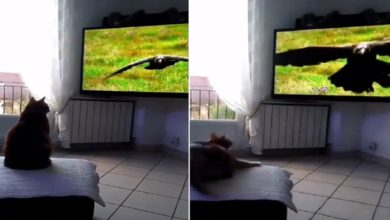 Photo of Viral: Seeing the flying eagle in the TV, the cat sweated, ran away in fear, watch the video