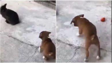 Photo of Viral: Seeing the rabbit jumping, Puppy jumped, watching the video will make you laugh