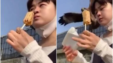 Photo of Viral: The bird snatched the ice cream from the girl, people said – it seems that birds also like ice cream now