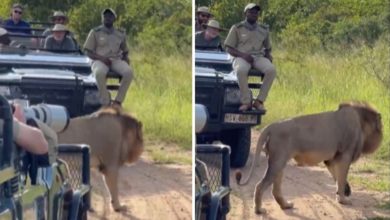 Photo of Viral: The breath of the tourists stopped when the lion came very near, see what happened in the video