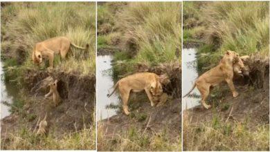 Photo of Viral: The lioness came to rescue the cubs who fell in the pit, people watching the video said – ‘Mother is a mother’