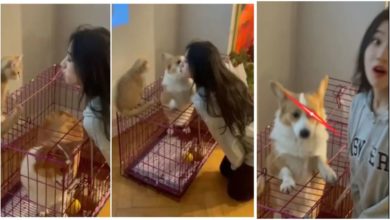 Photo of Viral: The woman wanted to kiss the cat, suddenly the dog pulled all the attention with her cleverness…Watch video
