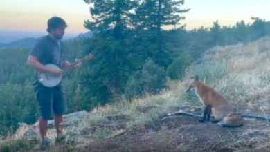 Photo of Viral: This video of man and fox is creating panic on the internet, has more than 10 million views