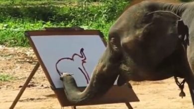 Photo of Viral Video: Have you ever seen an elephant painting?  this video will surprise you
