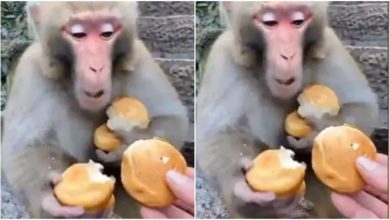 Photo of Viral: You will be stunned to see this act of monkey, people watching the video said – ‘Greed is really bad’