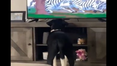 Photo of When the dog started imitating animals while watching TV, this video will surprise you