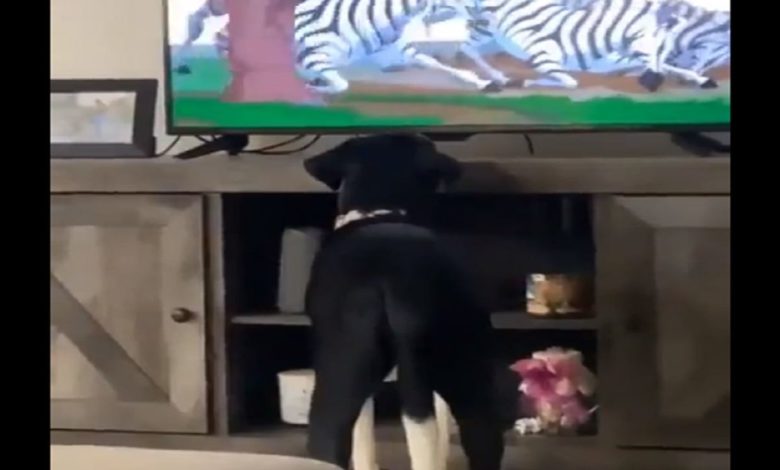 When the dog started imitating animals while watching TV, this video will surprise you