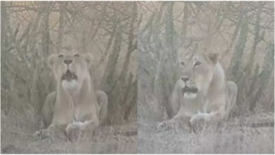 Photo of Why the whole forest becomes calm after listening to the roar of the lioness, you will understand by watching this viral video