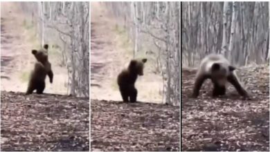 Photo of A baby bear is seen having fun in the jungle, Viral Video will make your day