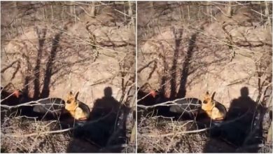 Photo of A dog sitting next to his owner’s body amid firing in Ukraine, your eyes will become moist after watching the video