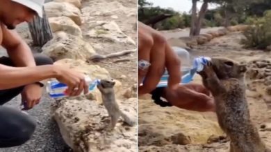 Photo of A man gave water to a thirsty squirrel on the way, heart touching video went viral