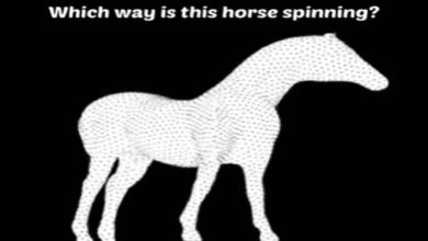 Photo of After all, which way is the horse moving, right or left?  Viral video made my brain curd