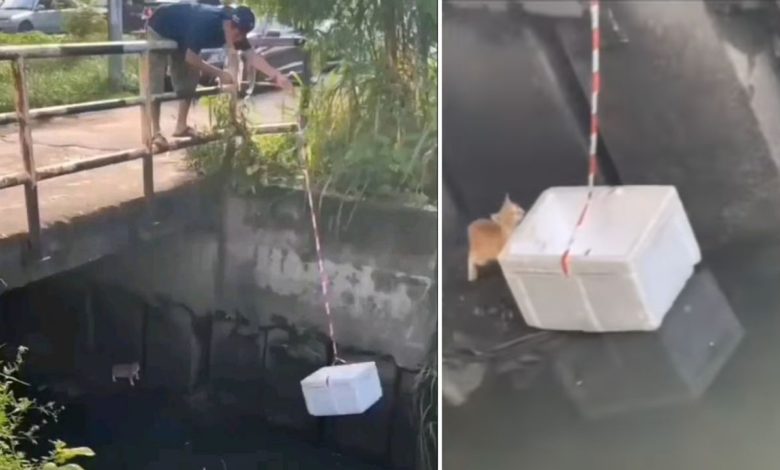 After saving the cat's life, this person got praise, the public became happy after watching the video