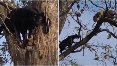 Photo of Bagheera climbed the tree to fight the leopard, see in the video how the matter got dissolved in the eyes