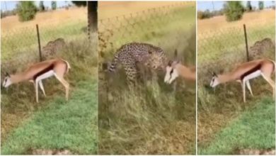 Photo of Cheetah wanted to hunt deer, watch the video, after all, due to which the water went back on the plans of the hunter
