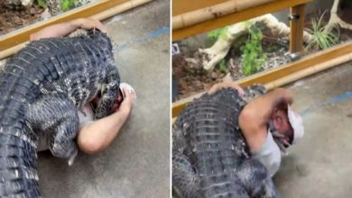 Photo of Crocodile was hugged by a person like this, the video that gave goosebumps went viral