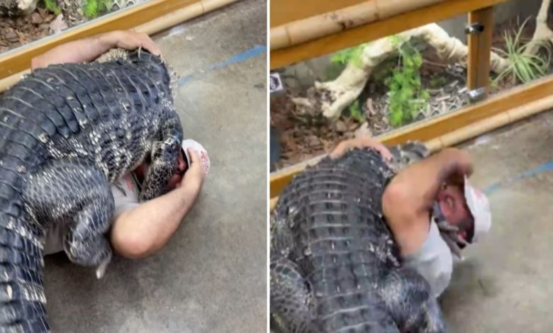 Crocodile was hugged by a person like this, the video that gave goosebumps went viral