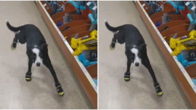 Photo of Dog gave a wonderful reaction by wearing shoes for the first time, watching the video will make your day