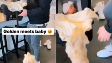 Photo of Doggy jumped with joy on seeing the newborn, this very cute video is winning the hearts of people