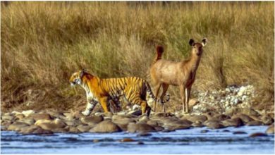 Photo of Even after seeing the deer, the tiger did not hunt it, seeing the picture, people said – ‘Sir is not in the mood for hunting’