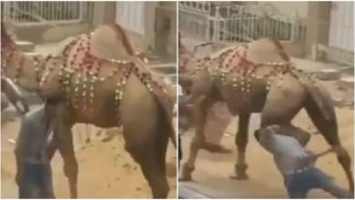 Photo of Funny: Man got heavy for teasing camel, got punishment for his deeds in 10G speed…Watch Funny Viral Video