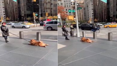 Photo of Funny Video: Have you seen such a lazy dog ​​anywhere?  Had to be dragged and laughed after watching the video