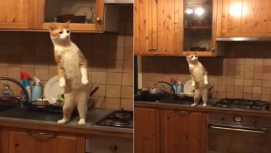 Photo of Funny Video: You have hardly seen this cool style of cat, you will miss laughing after watching the video