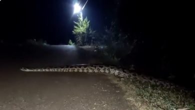 Photo of Giant python crawling on the road, the soul will tremble after watching the viral video
