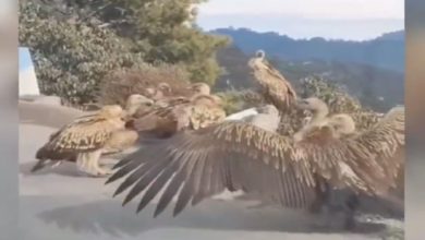 Photo of Have you ever seen such an ’emergency meeting’ of vultures?  Seeing the viral video, people said – ‘Elections will be coming’