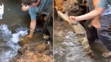 Photo of In one stroke, the man caught the little crocodile by the hand, the dangerous video went viral